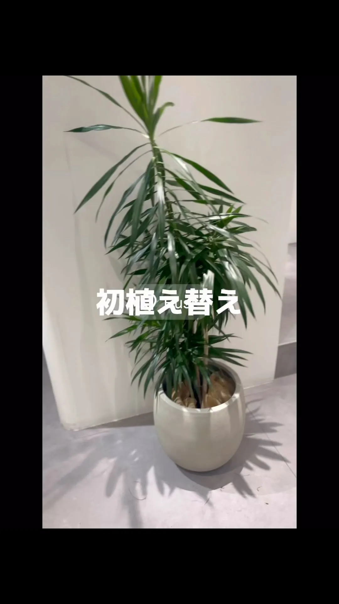 観葉植物にハマってます🌴